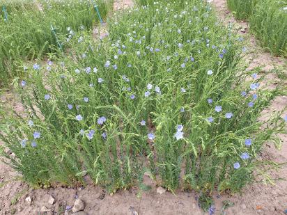 Click for 1 image(s) for this accession.